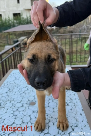 Vand pui de ciobanesc german cu Pedigree