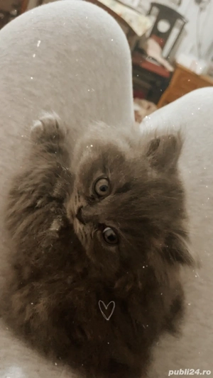 doi pui british disponibili  - imagine 3