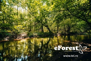 Teren premium in cartier rezidential eForest, doua paduri