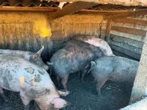 porci de vanzare  - imagine 2