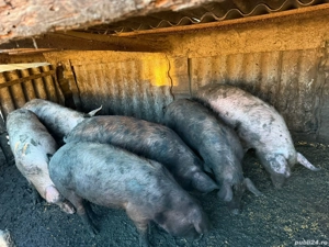 porci de vanzare  - imagine 4