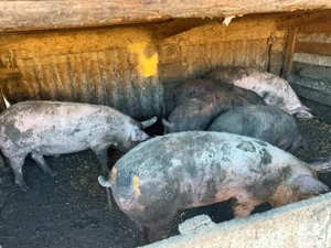 porci de vanzare  - imagine 3