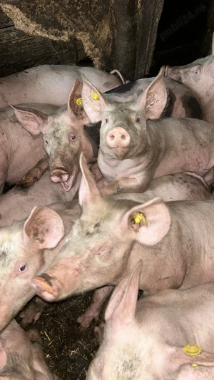 Vând soldani 12 săptămâni 