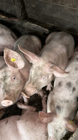 Vând soldani  - imagine 2