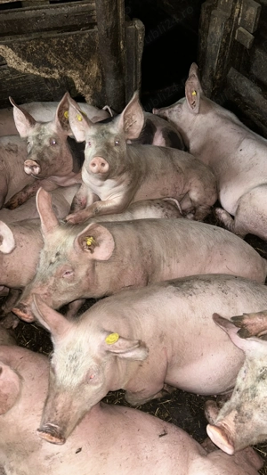 Vând soldani  - imagine 3