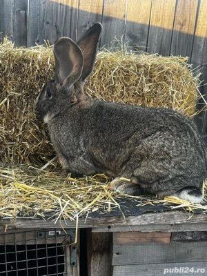 vand iepuroi urias german de 11 luni  - imagine 4