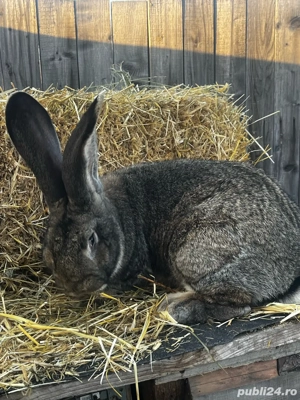 vand iepuroi urias german de 11 luni  - imagine 3