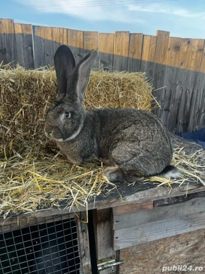 vand iepuroi urias german de 11 luni  - imagine 2