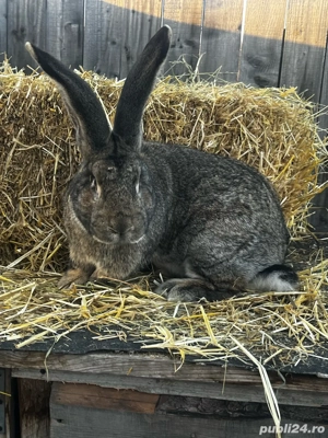 vand iepuroi urias german de 11 luni  - imagine 5