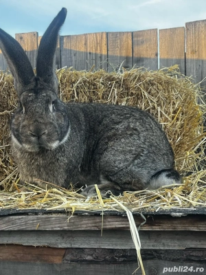 vand iepuroi urias german de 11 luni 