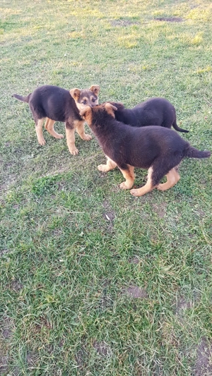 Vând 3 pui de Ciobănesc German   2 luni și 2 săptămâni