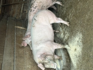 Vând porci pentru Crăciun  - imagine 2