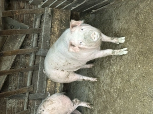 Vând porci pentru Crăciun 