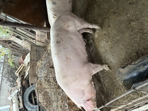 Vând porci pentru Crăciun  - imagine 5