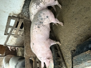 Vând porci pentru Crăciun  - imagine 3