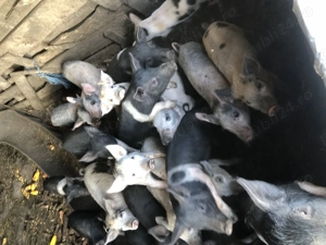 Vind pourcei de saminta - imagine 3