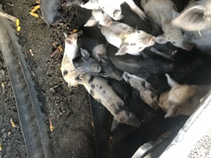 Vind pourcei de saminta - imagine 2