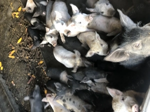 Vind pourcei de saminta - imagine 4