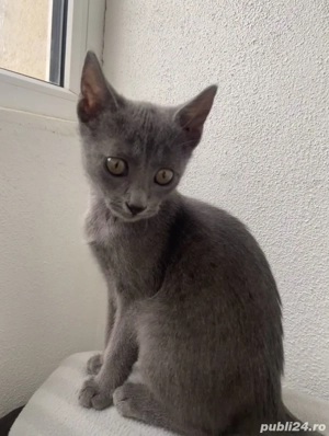 Pisicuță Albastru de Rusia (RUS a), femelă   2 luni - imagine 4