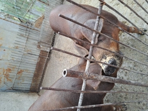 Vând porc rasa duroc de carne