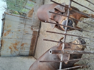 Vând porc rasa duroc de carne - imagine 2