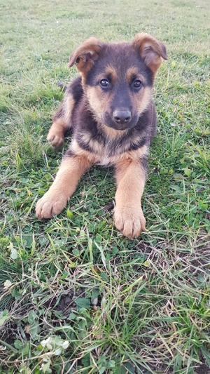 Vând 3 pui de Ciobănesc German   2 luni și 2 săptămâni - imagine 3