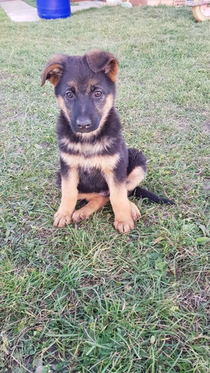 Vând 3 pui de Ciobănesc German   2 luni și 2 săptămâni