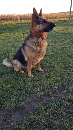 Vând 3 pui de Ciobănesc German   2 luni și 2 săptămâni - imagine 4