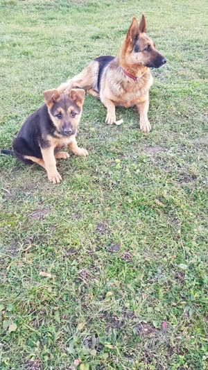 Vând 3 pui de Ciobănesc German   2 luni și 2 săptămâni - imagine 2