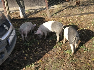 Vind șoldani  de saminta - imagine 2