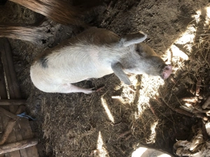 Vind porc de sacrificat  - imagine 3