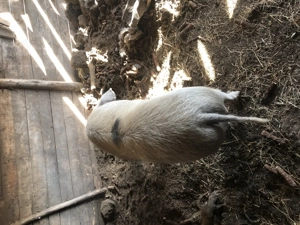 Vind porc de sacrificat  - imagine 2