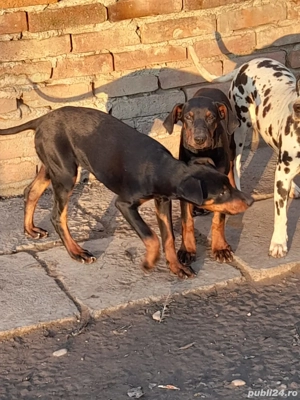 Femele Doberman 