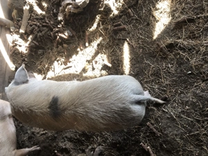 Vind porc de sacrificat  - imagine 4