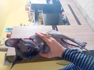 Motan sphynx.... - imagine 3