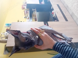 Motan sphynx.... - imagine 2