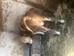 Vând tăuraș  baltat