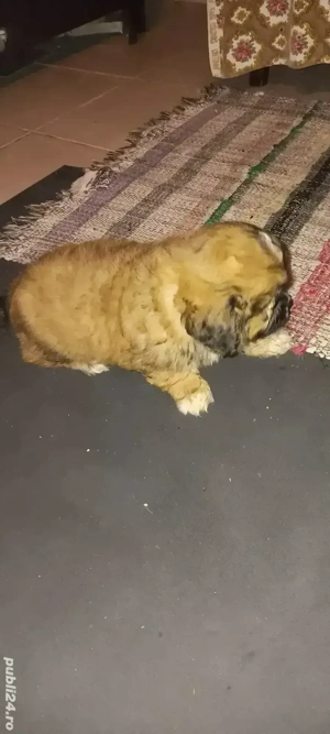 Bichon baietel - imagine 3