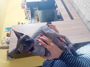 Motan sphynx.... - imagine 4