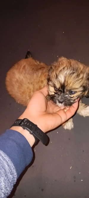 Bichon baietel - imagine 2