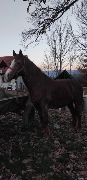 cal de vânzare  - imagine 2