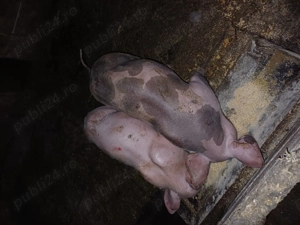 Purcei de 7 saptamanii marele alb cu petrean!