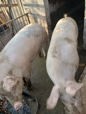 Vând Porci rasa de carne.