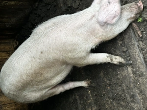 Vand porci de craciun  - imagine 2