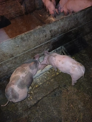 Purcei de 7 saptamanii marele alb cu petrean! - imagine 3