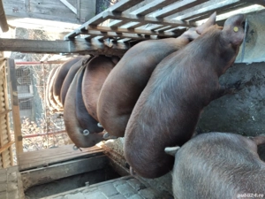 Porci de vînzare pentu Crăciun 