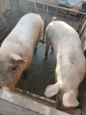 Vând Porci rasa de carne. - imagine 2