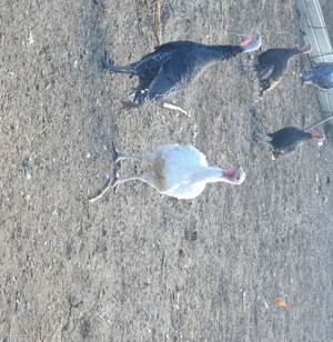 Vind purcei si curcani rel la tel   - imagine 2