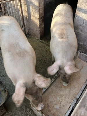 Vând Porci rasa de carne. - imagine 3