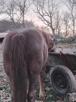 cal de vânzare  - imagine 3